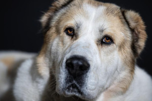 Жительница Меленок отсудила 150 тыс. рублей за нападение алабая