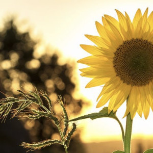 Владимирским фермерам выдали гранты на 48 млн рублей