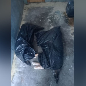 Тела расстрелянных под Александровом собак отвезли на экспертизу