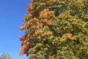 Во Владимирскую область на неделе вернется 23-градусное тепло