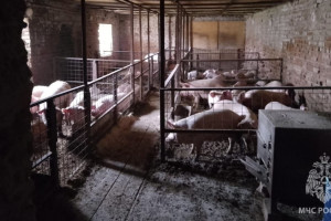 На загоревшейся в Камешковском районе ферме спасли 150 свиней и 100 коров