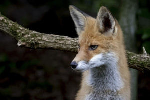 В Суздальском районе семья обнаружила у дома труп зараженной бешенством лисы