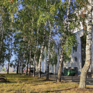 Артисты Владимирского драмтеатра обновят березовую рощу