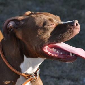 Во Владимирской области покусанная амстаффом сельчанка добилась компенсации