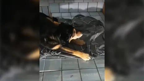 Во Владимирской области объявили в розыск хозяев сбитой собаки