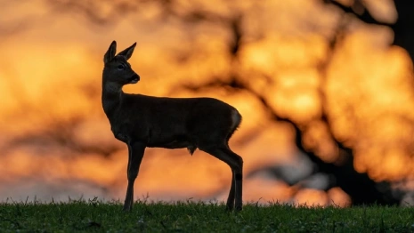 Житель Коврова подстрелил косулю из ружья с тепловизором