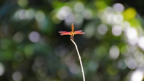 Во Владимирской области жара продержится до конца рабочей недели 
