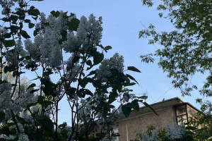 Прогноз погоды во Владимире и области на 29 мая