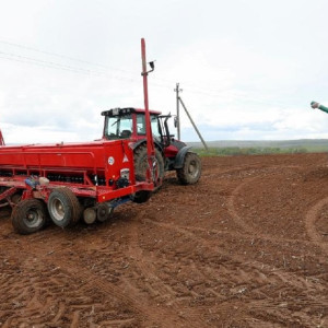 Во Владимирской области на выращивание экспериментальной конопли потратят 800 млн