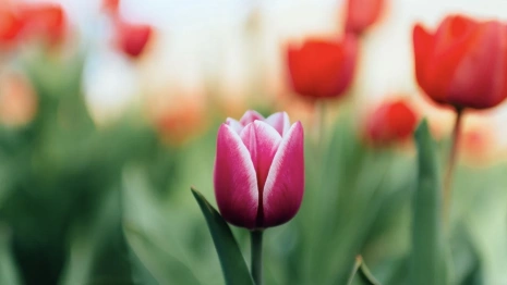 Во Владимирскую область вернется 12-градусное тепло