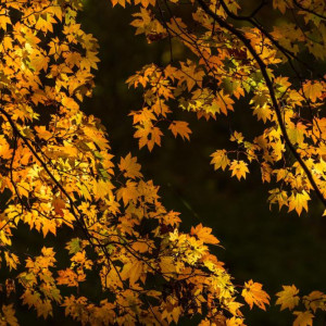 Прогноз погоды во Владимире и области на 2 ноября 2025 года