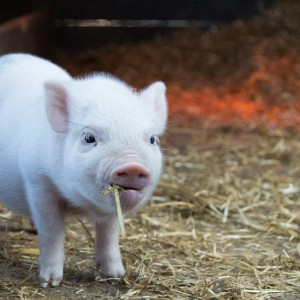 Жителей Владимирской области предупредили о рисках африканской чумы свиней