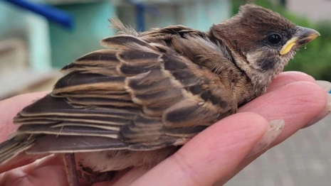 Во Владимирской области поймали пернатого нарушителя ПДД