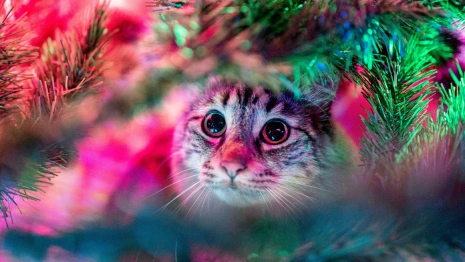 Гайд «День во Владимире». Какую елку купить на Новый год и как правильно ее выбрать