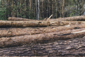В Гороховце арендатор леса уничтожил деревья на 2,3 млн рублей