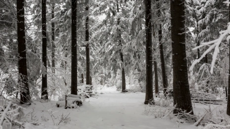 Пропавшего во Владимирской области 13-летнего мальчика в черной шапке нашли живым