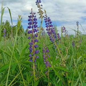 Прогноз погоды во Владимирской области на 3 июля 2025 года