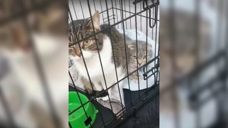 «Хотели выкинуть на улицу». Двух кошек участника СВО отдали во владимирский приют