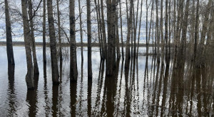 Пострадавшим во время половодья владимирцам выплатят до 156 тыс. рублей