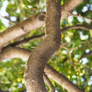 Во Владимире на 9 часов перекроют дорогу из-за опиливания сухих деревьев