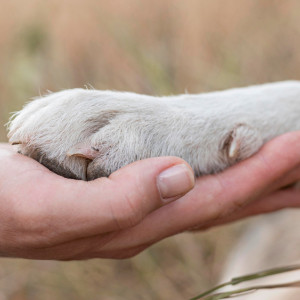 Волонтеры «Валенты» попросили владимирцев помочь с переездом