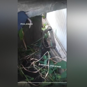 В Коврове спасатели достали кота из капкана