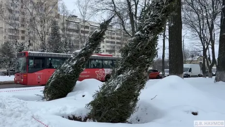 На площади Победы во Владимире высадили 15 новых елей