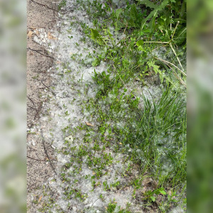 Владимир начал утопать в тополином пухе