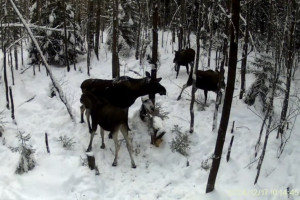 Фотоловушка в Киржачском районе поймала момент «борьбы» лосей