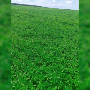 Во Владимирской области из конопли будут делать матрасы