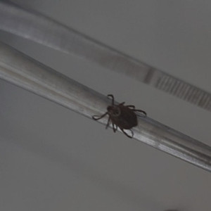 С жителей Владимирской области сняли 16 зараженных вирусами клещей