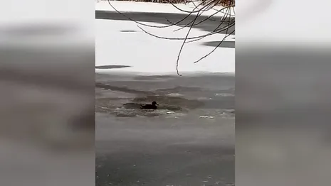 На Соловьином пруду во Владимире осталась замерзать одинокая уточка