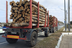 Во Владимирской области незаконно перевозили березу и пиломатериалы