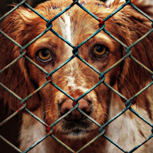 Петицию в защиту 200 животных владимирского приюта «Валента» подписали 10 тыс. человек