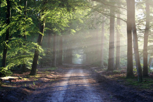 В Александрове мужчина бросил подругу умирать в лесу