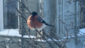 В одном из дворов Владимира заметили снегирей