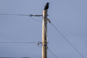 В Петушинском районе аварийное состояние опор ЛЭП обернулось судом