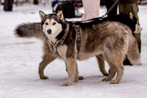 В Гусь-Хрустальном районе пройдет гонка на собачьих упряжках