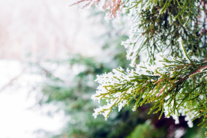 Прогноз погоды во Владимирской области на 21 ноября 2024 года