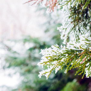 Прогноз погоды во Владимирской области на 21 ноября 2024 года