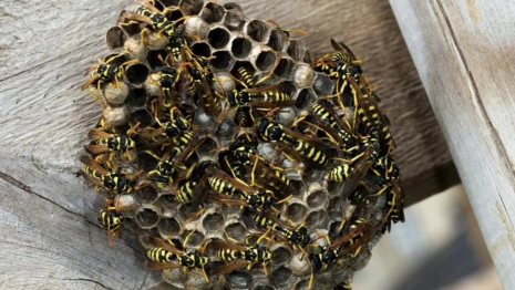 Жители поселка под Ковровом испугались огромного осиного гнезда