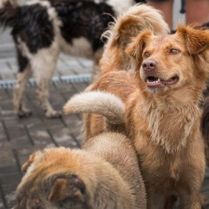 Во Владимирской области перенесли строительство приюта для животных