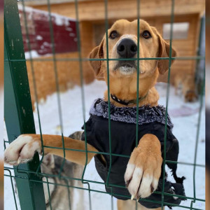 Во Владимире приют для животных получил президентский грант