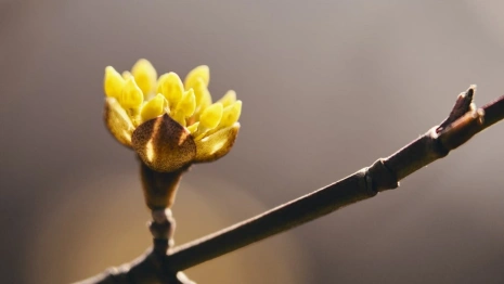 Синоптики пообещали в начале марта погодную лихорадку