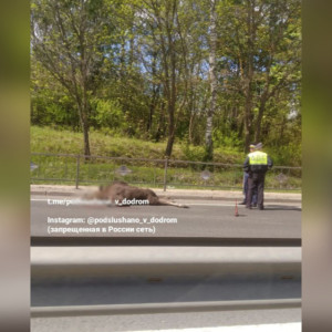 Сбитый в Боголюбово лось погиб