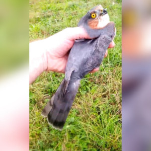 Житель Владимирской области спас соколенка