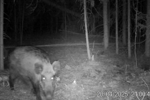 Владимирские кабанчики попали в объектив фотоловушки