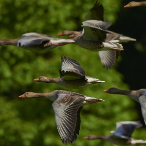 Никита Гусятник: что можно и нельзя делать 10 июня