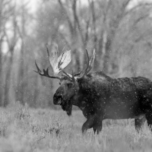 Во Владимирской области москвича осудили за случайную смерть водителя из-за сбитого лося