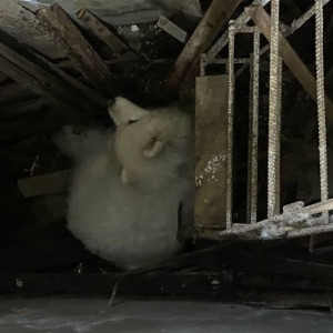 Во Владимире спасатели вызволили провалившуюся в смотровую яму собаку